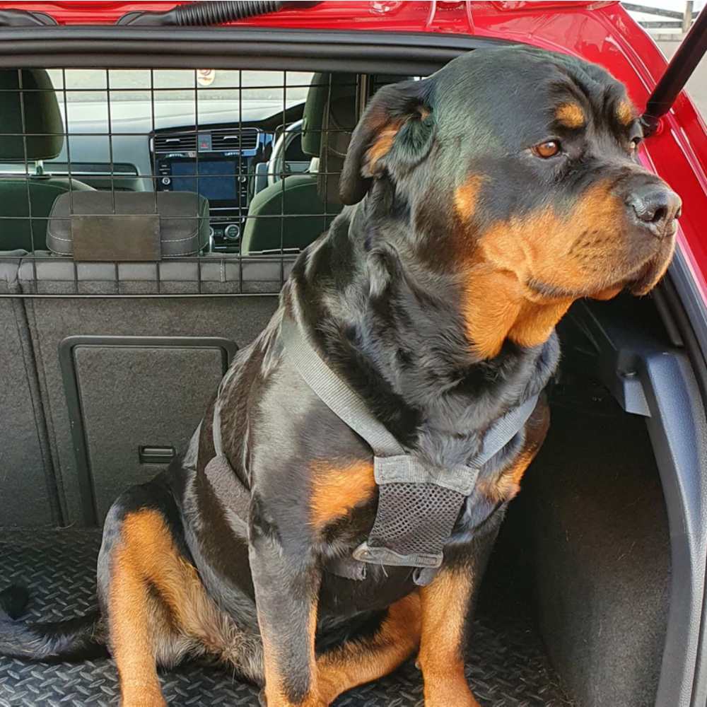Dog Guard For Cars: image 4