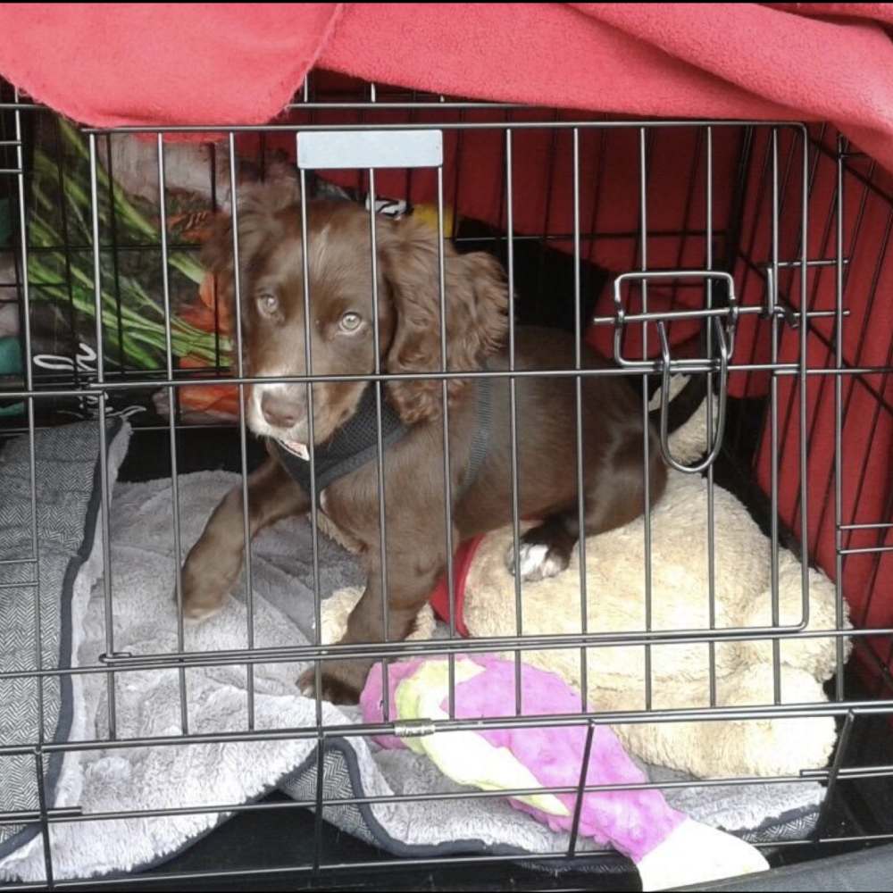 Puppy Cage - Style 1 (60 cm): image 8