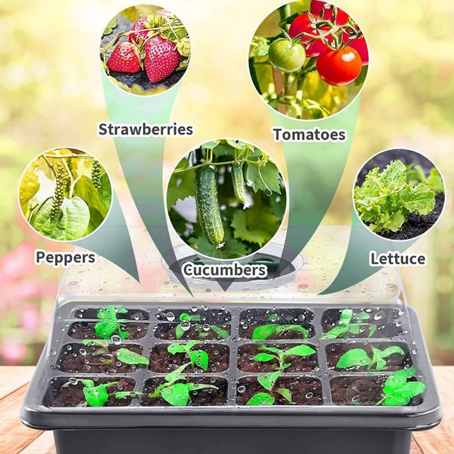 Starter Trays For Seeds: image 9